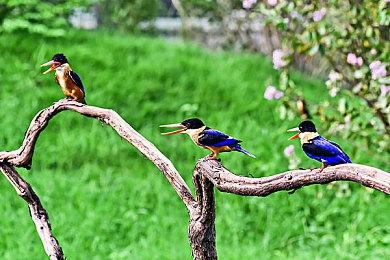 《黑神话》官方整活：蛇年专属微信红包封面来了